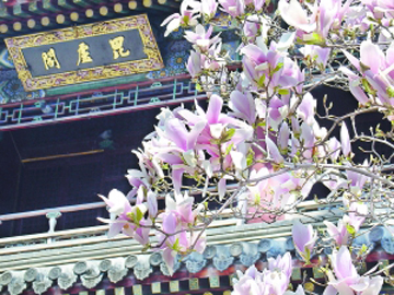 【投稿】北京的春