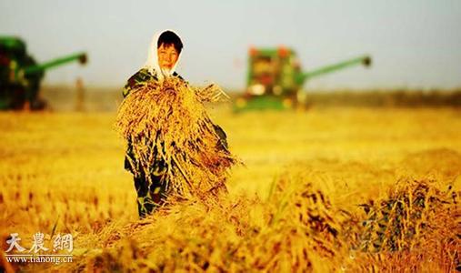 专家解读中央一号文件：青年回乡做新型农民机遇多