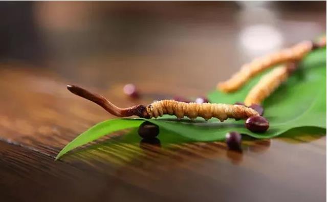 虫草的神话破灭了？它现在涨幅超房价，还被吃成易危物种了！