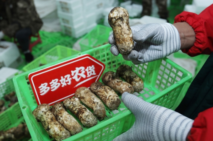 寻觅松茸，一场勇敢者的冒险