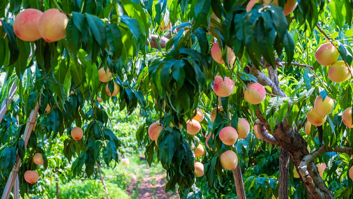 “真合伙人”助力新农人，主打一个懂行的陪伴