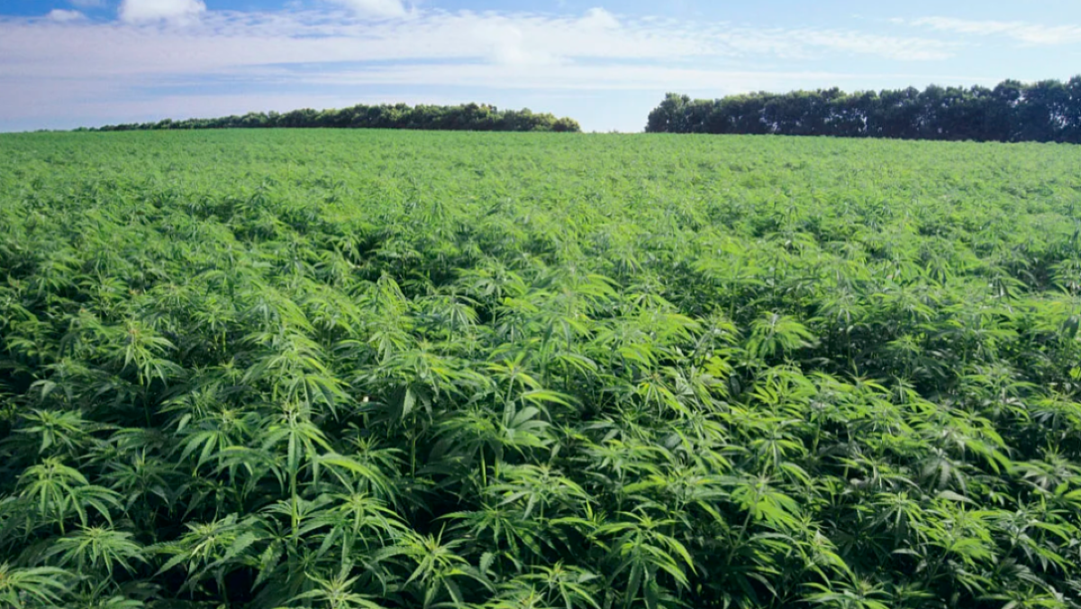 炸裂！曾经的“国民奶粉”，竟然押注工业大麻，起诉大麻种植公司还被反诉